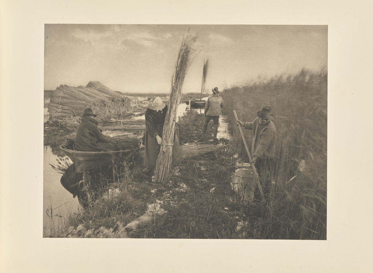 Pendant la récolte des roseaux - Peter Henry Emerson