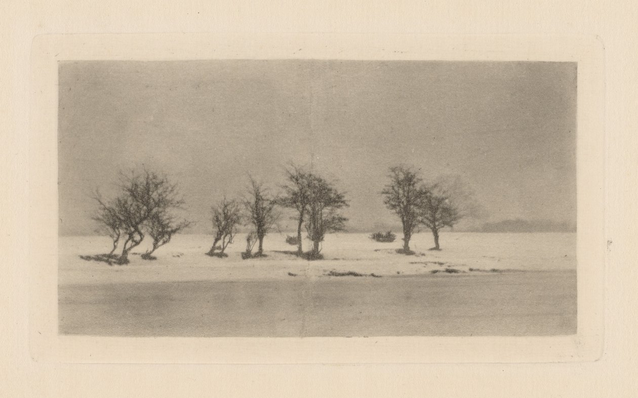 Arbres épineux noueux - Peter Henry Emerson