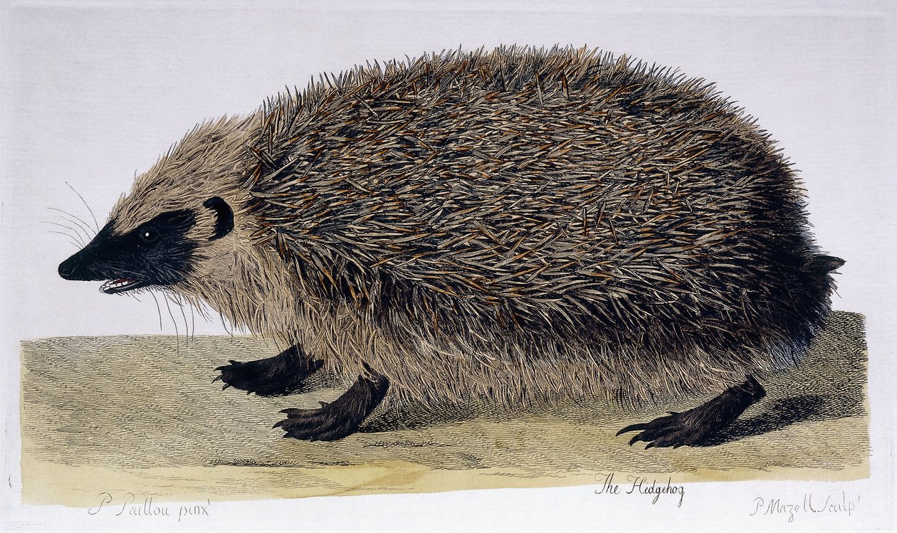 Le Hérisson, 1761-1766 - Peter Paillou