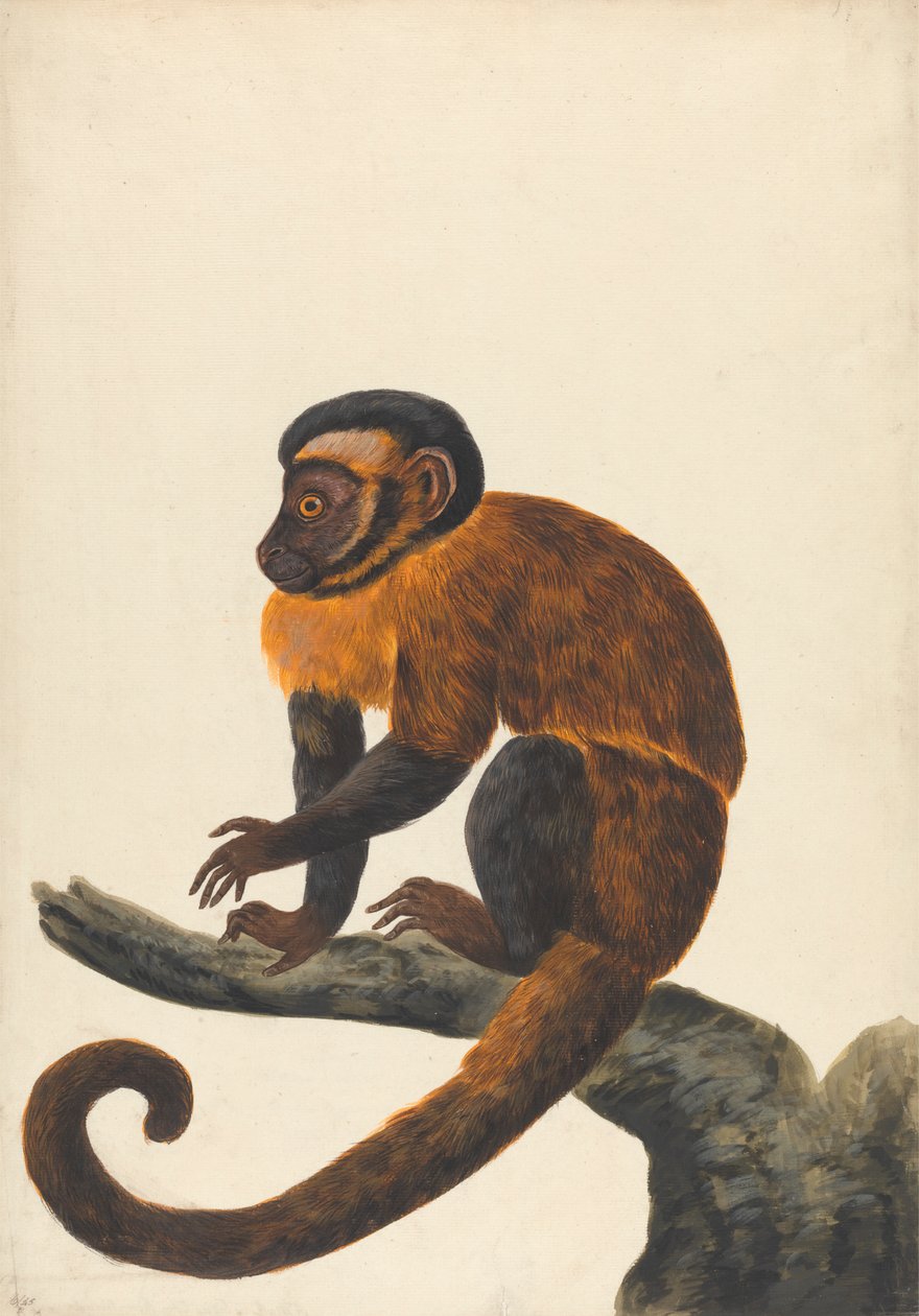 Un Capucin - Peter Paillou the younger