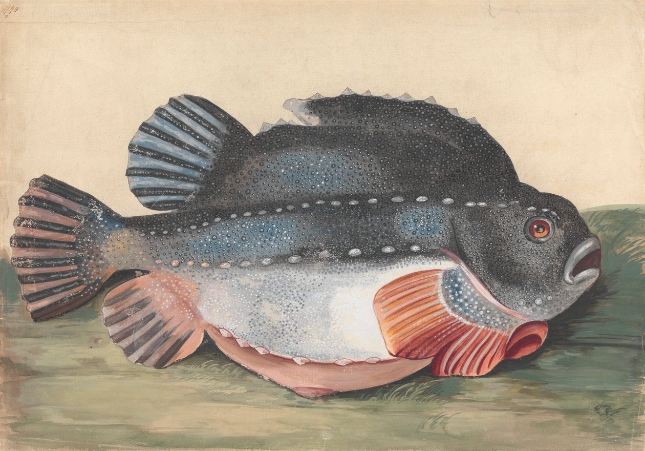 Lompe (mâle) - Peter Paillou the younger