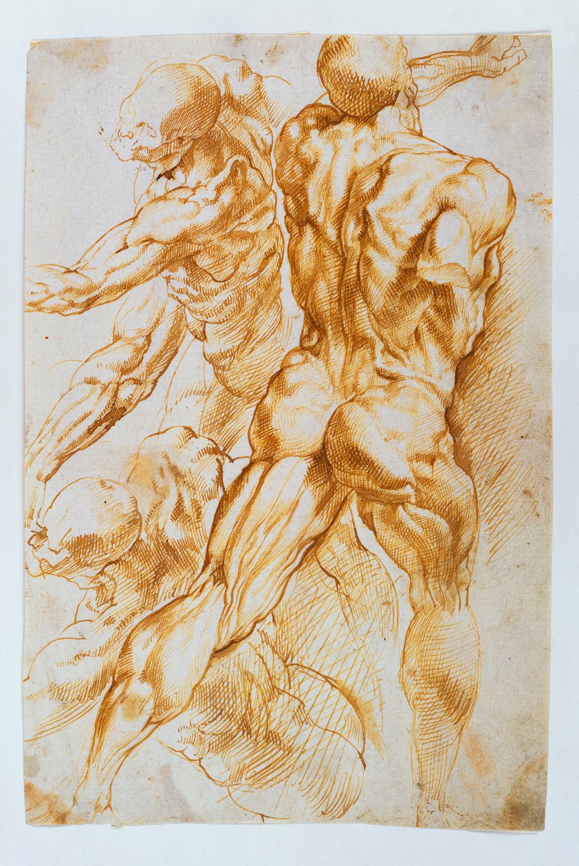 Études anatomiques : Nus en combat - Peter Paul Rubens