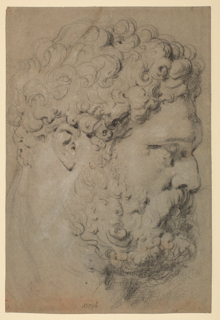 Tête du Farnèse Hercule - Peter Paul Rubens