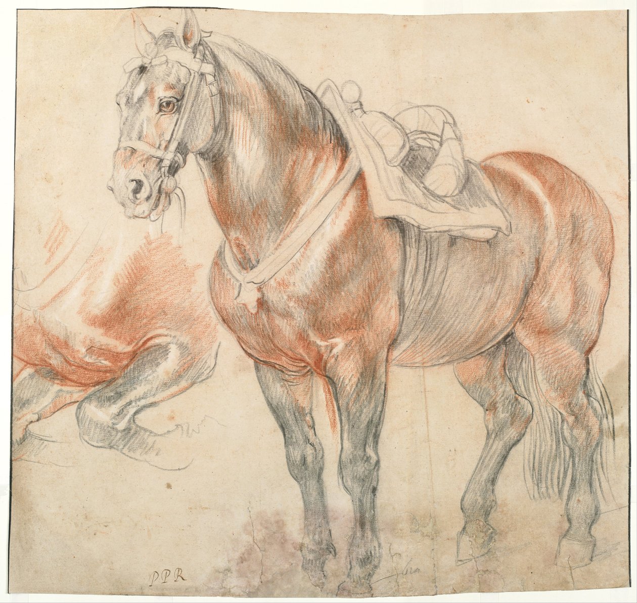 Cheval sellé - Peter Paul Rubens