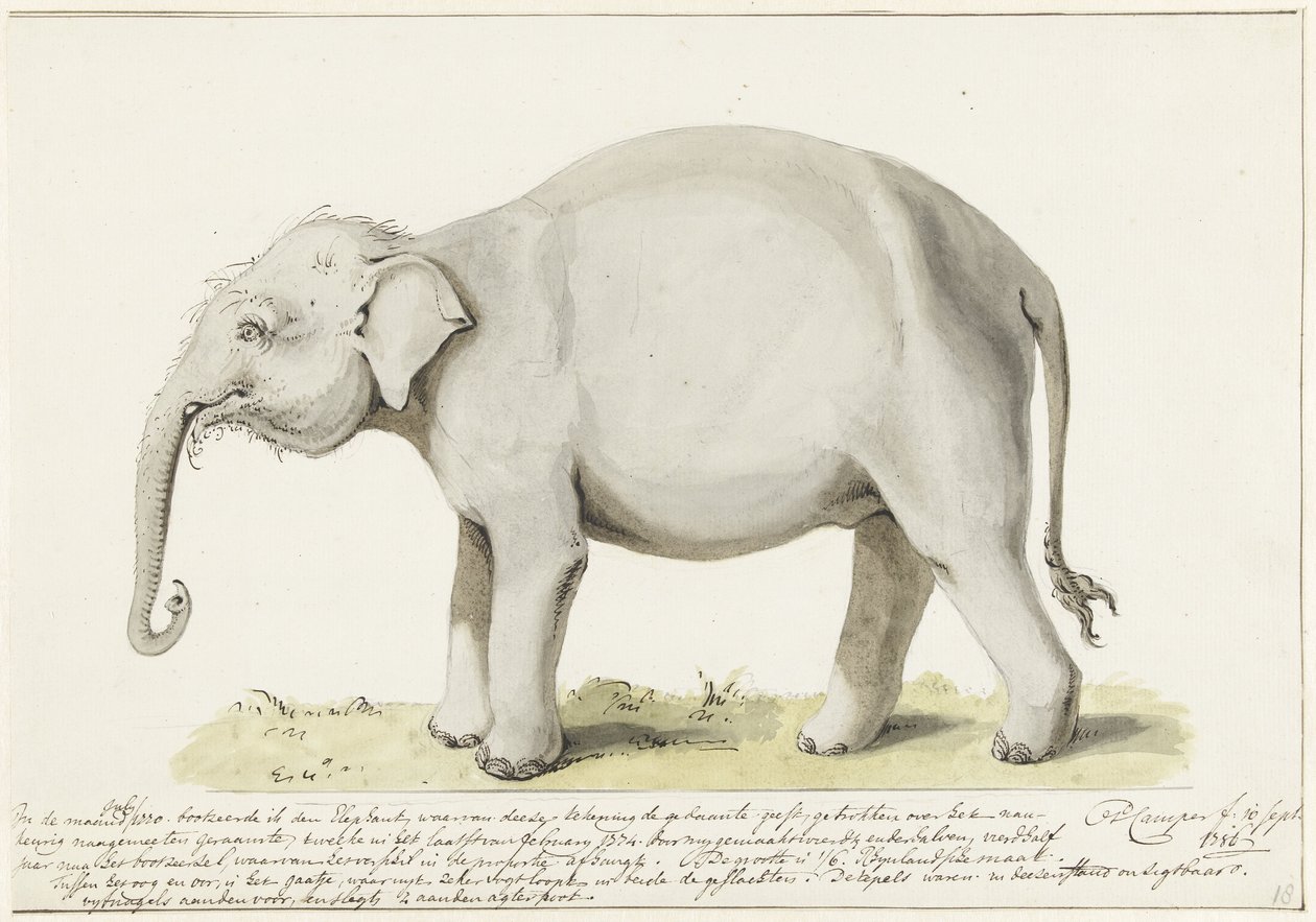 Éléphant debout, vers la gauche - Petrus Camper