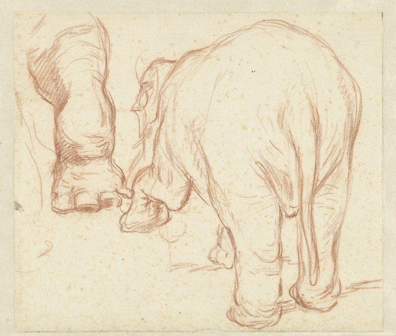 Éléphant debout, vu de dos, et une patte - Petrus Camper