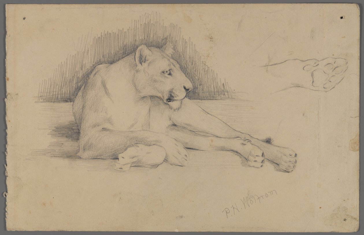 Lionne assise - Philip H. Wolfrom