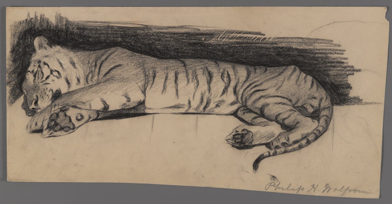 Tigre endormi - Philip H. Wolfrom