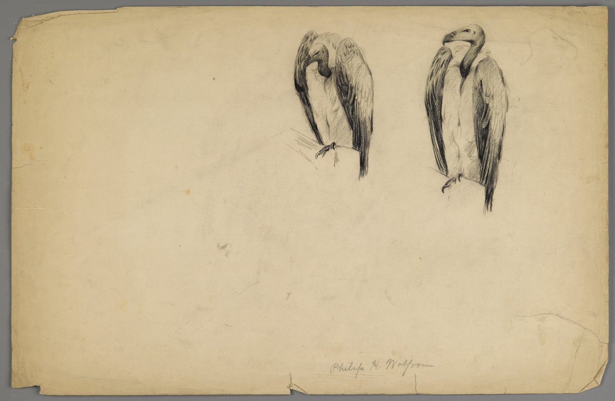Vautours - Philip H. Wolfrom