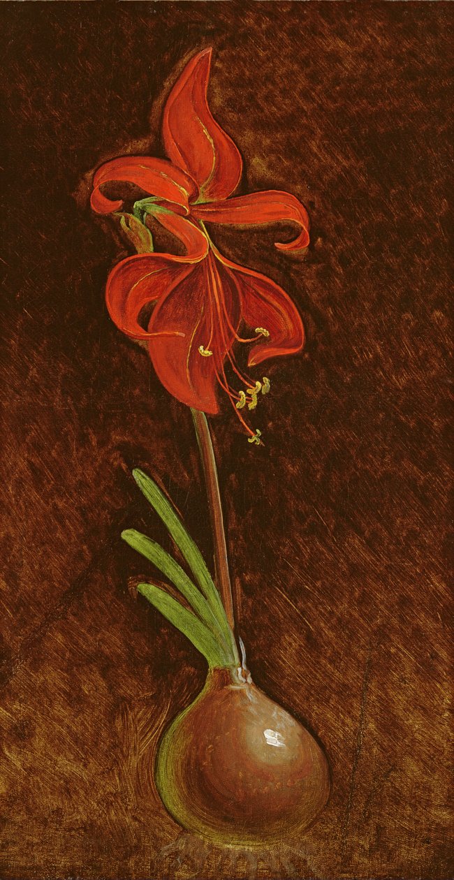 Amaryllis Formosissima, 1808 - Philipp Otto Runge