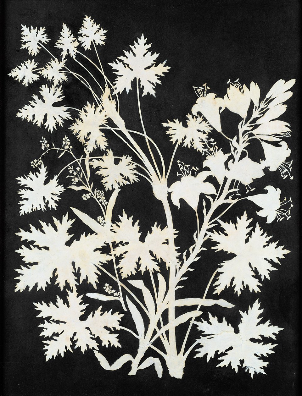 Fleurs en silhouette - Philipp Otto Runge