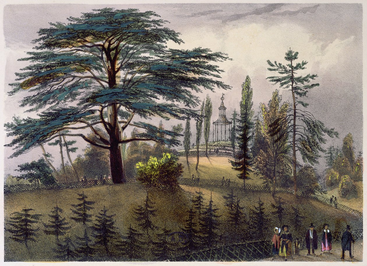 Le Cèdre du Liban et le Labyrinthe au Jardin des Plantes, Paris - Philippe Benoist