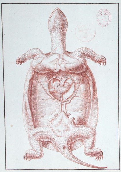 Une Tortue - Philippe Simoneau