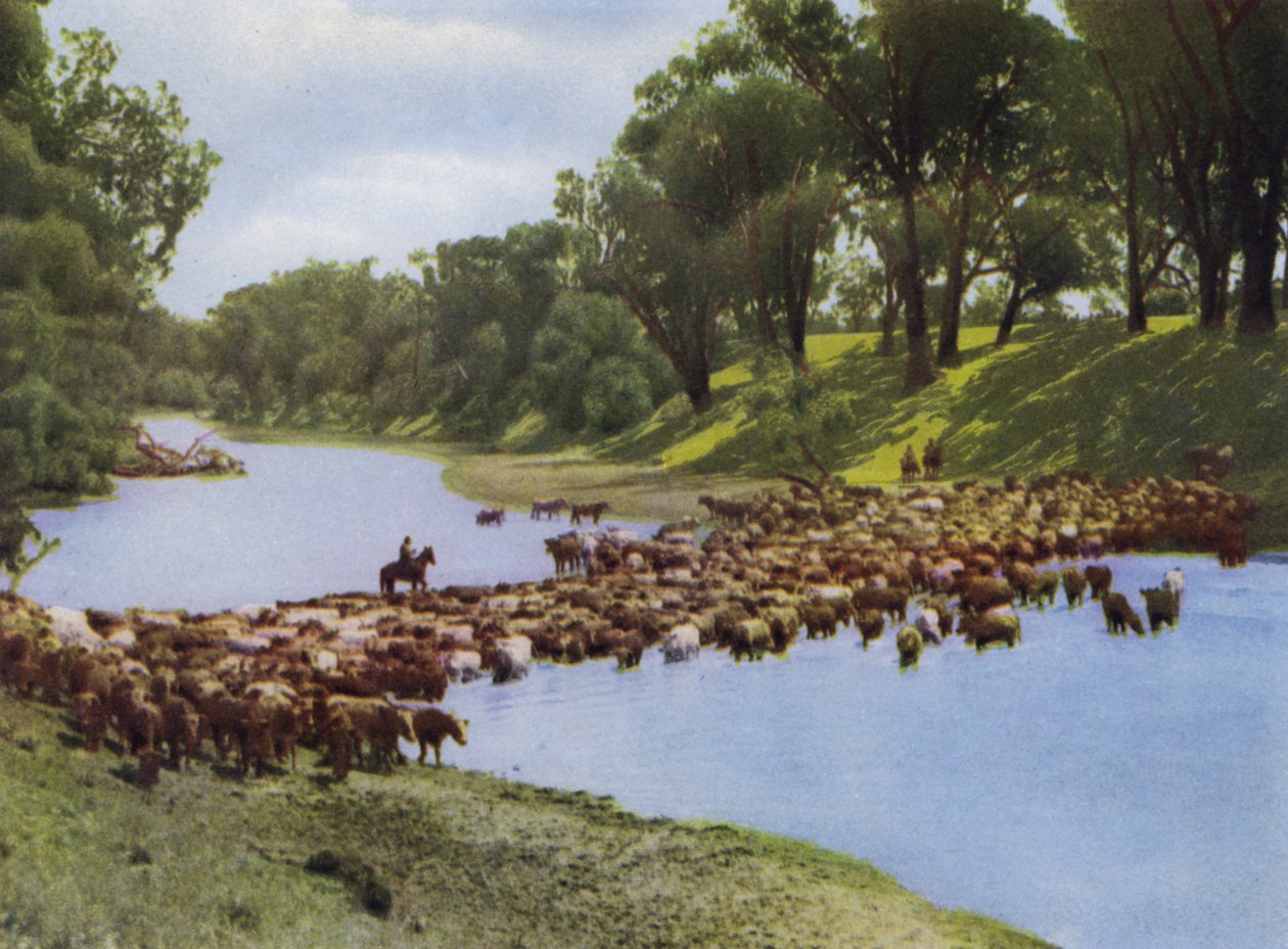 Queensland, Australie : Conduite de bétail près de Goondiwindi - Photographer Australian