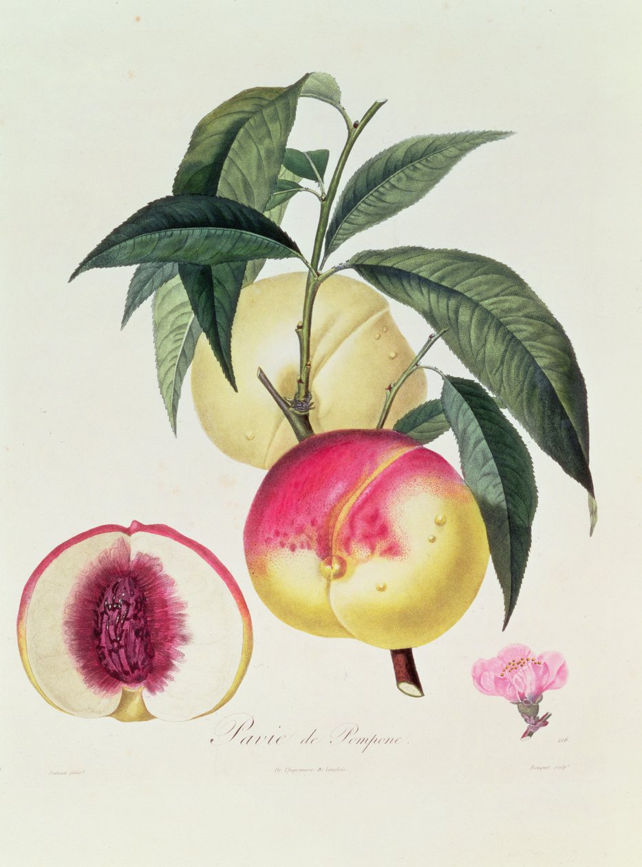 Pavie de Pompone, gravé par Bouquet - Pierre Antoine Poiteau