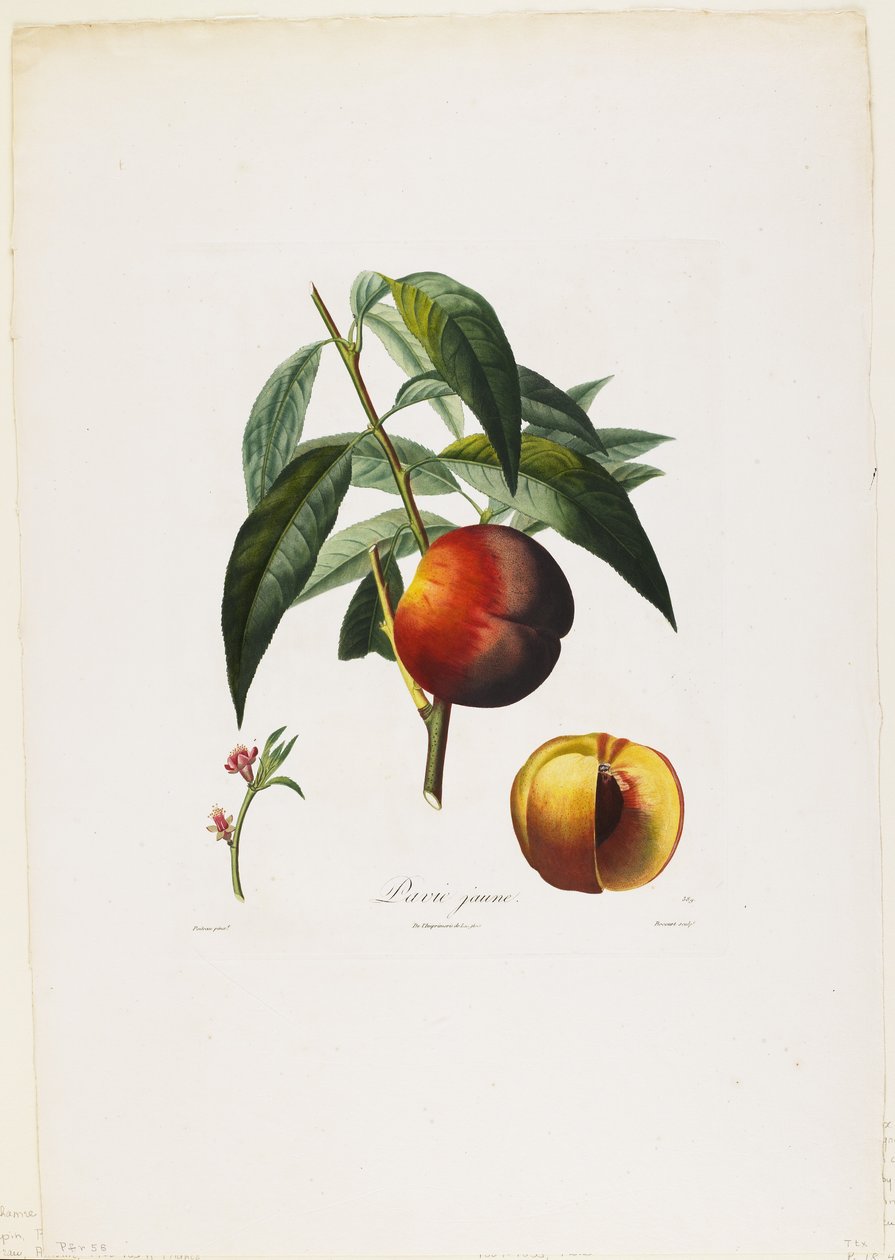 Pavie jaune. (Pêches), de Traité des Arbres Fruitiers, 1807-35 - Pierre Antoine Poiteau