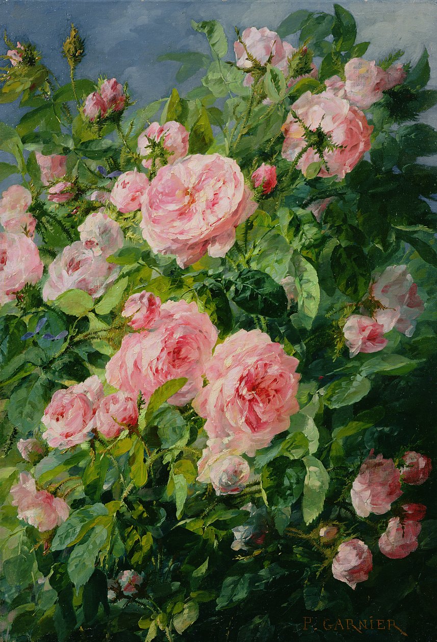 Roses roses - Pierre Garnier