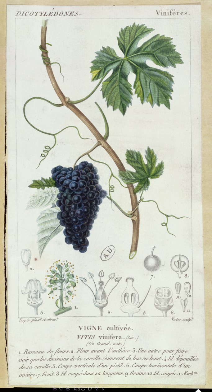 Vigne (Vitis Vinifera) planche botanique, vers 1820 - Pierre Jean Francois Turpin