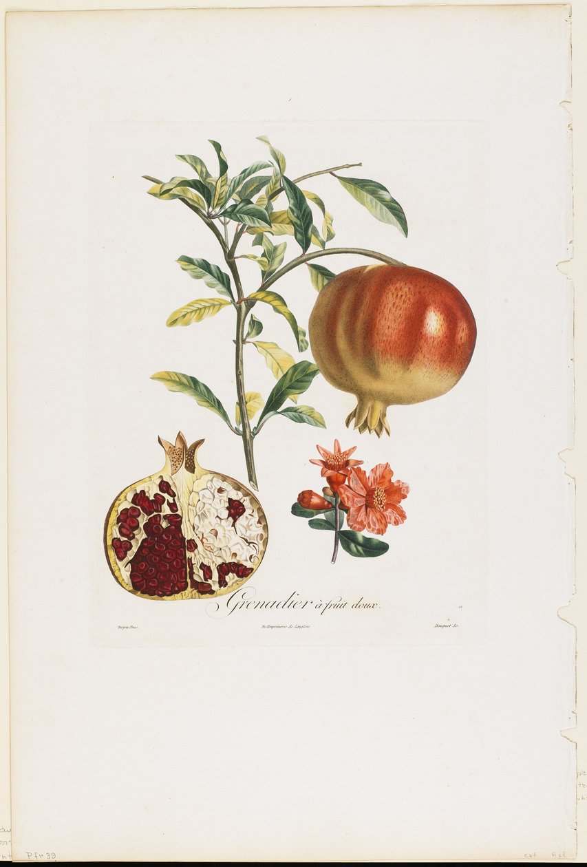 Grenadier à fruit doux, de Traité des Arbres Fruitiers, 1807-35 - Pierre Jean Francois Turpin