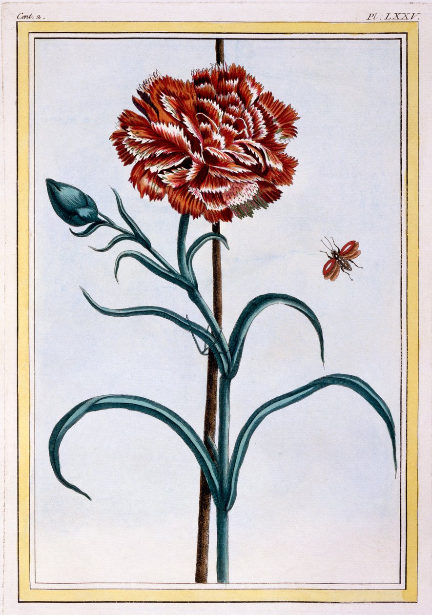 Œillet, c.1776 - Pierre Joseph Buchoz