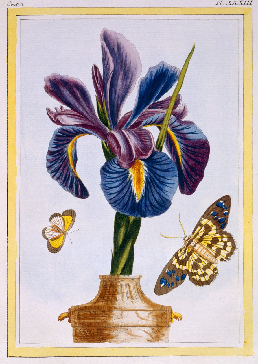 Iris commun avec des papillons, vers 1776 - Pierre Joseph Buchoz
