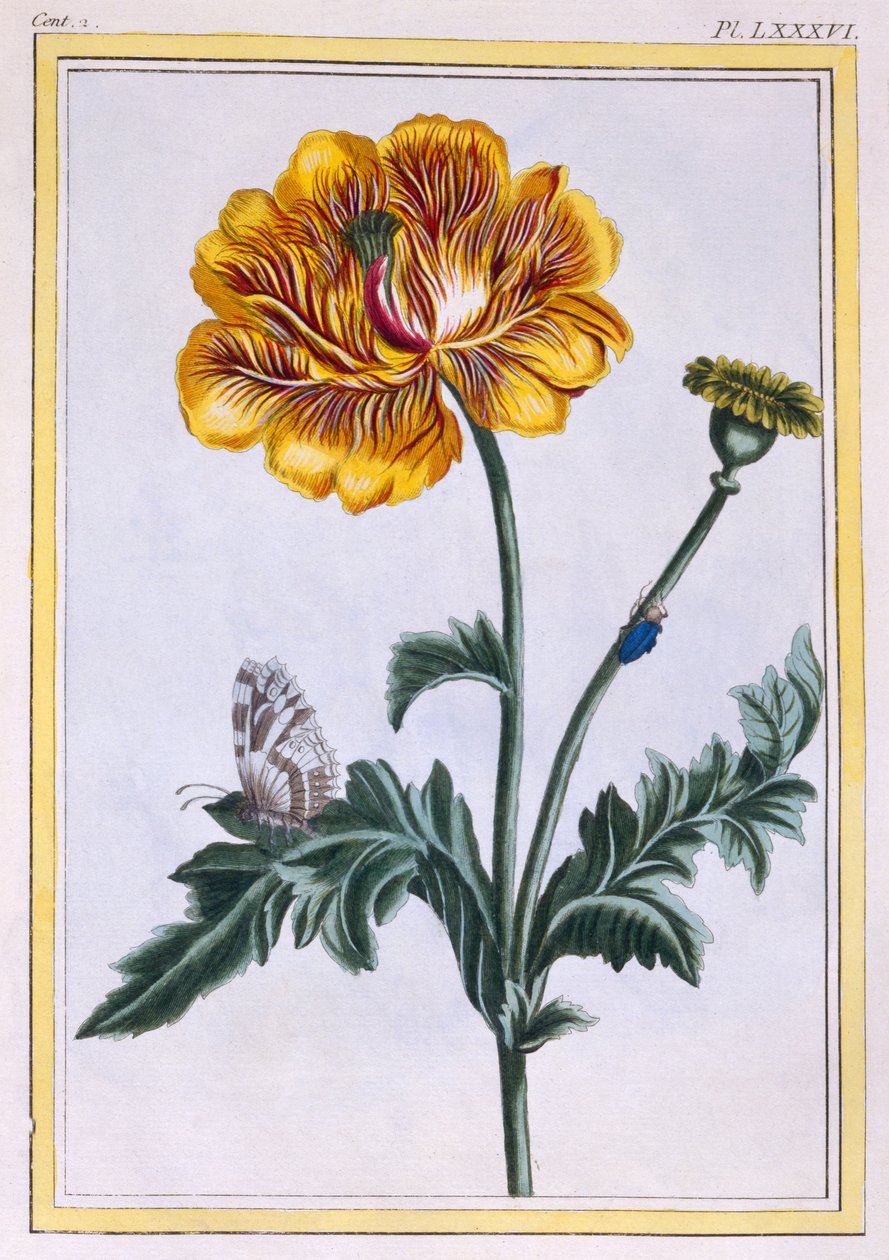 Renoncule rampante double, Ranunculus repens Var: Pleniflorus, c.1776 (gravure coloriée à la main) - Pierre Joseph Buchoz