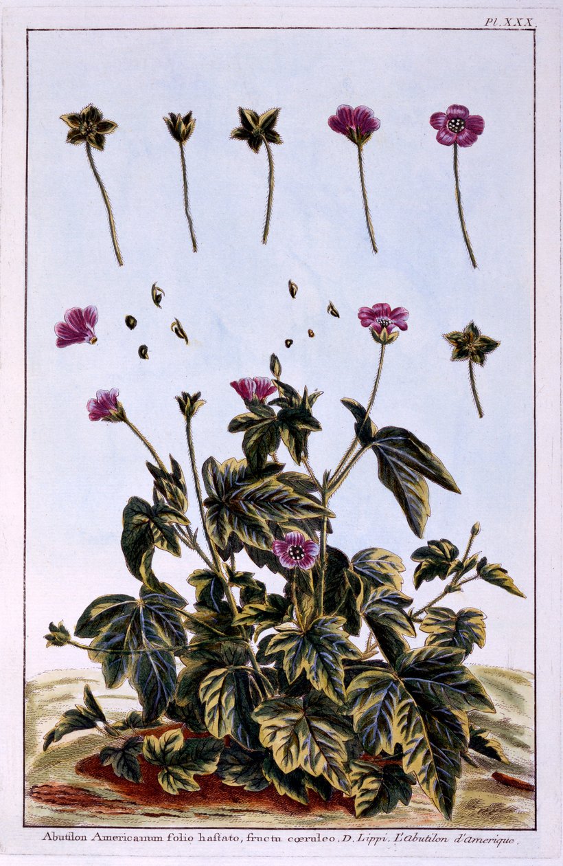 Érable fleuri ou mauve indienne - Pierre Joseph Buchoz