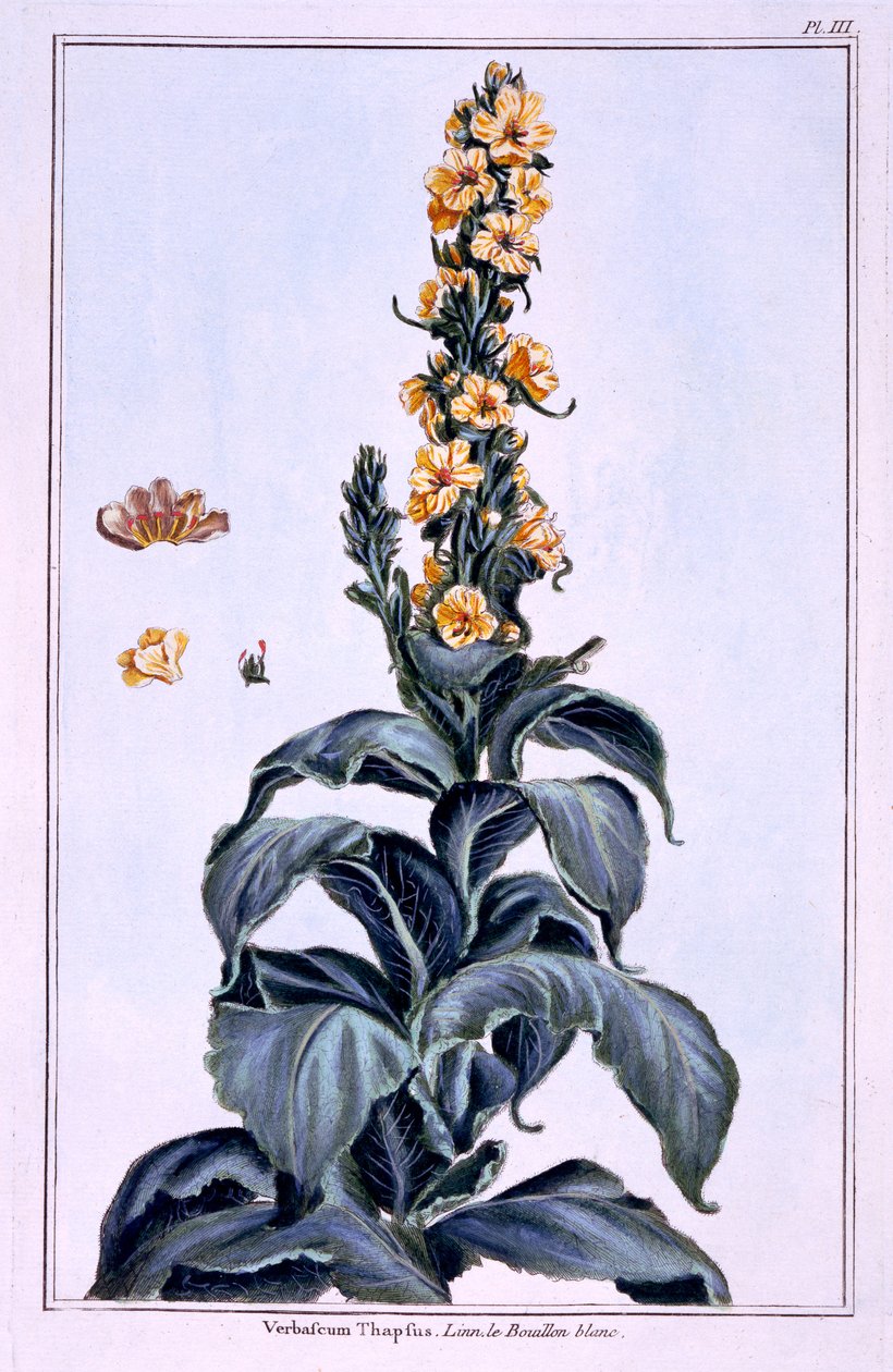Grande molène - Pierre Joseph Buchoz