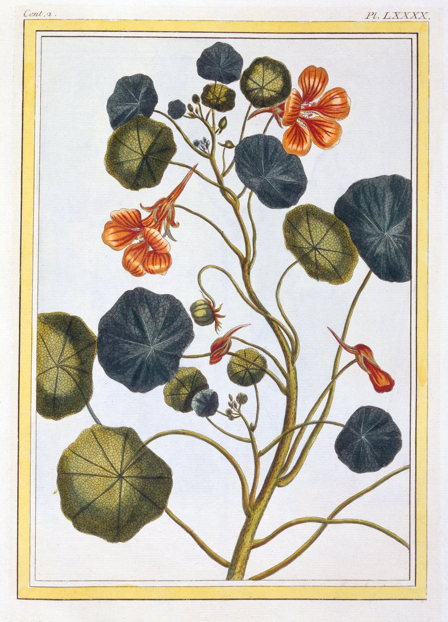 La Capucine (Nasturtium), vers 1776 - Pierre Joseph Buchoz