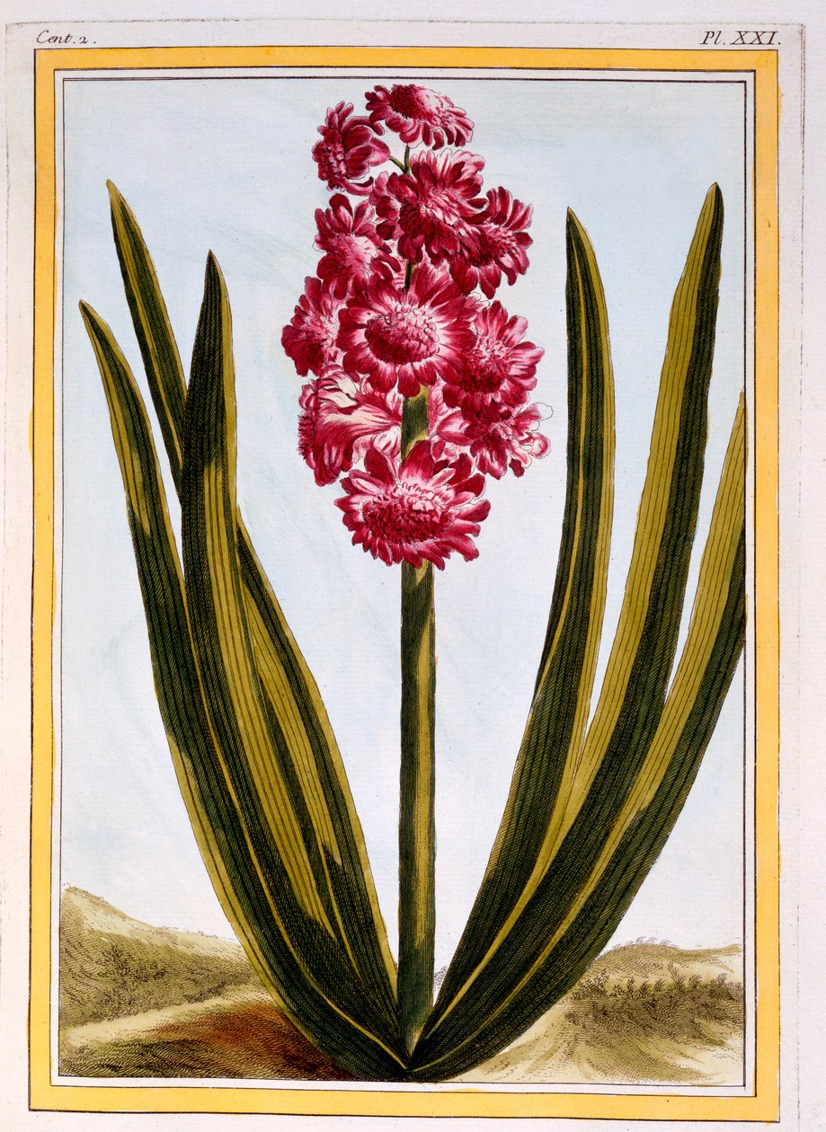 Crimson Royal, c.1766 - Pierre Joseph Buchoz