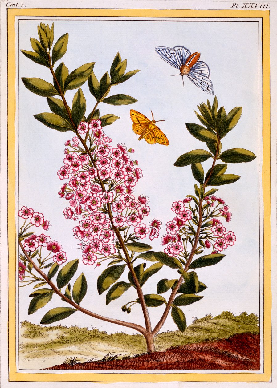 Laurier des moutons (Kalmia augustifolia), vers 1766 - Pierre Joseph Buchoz