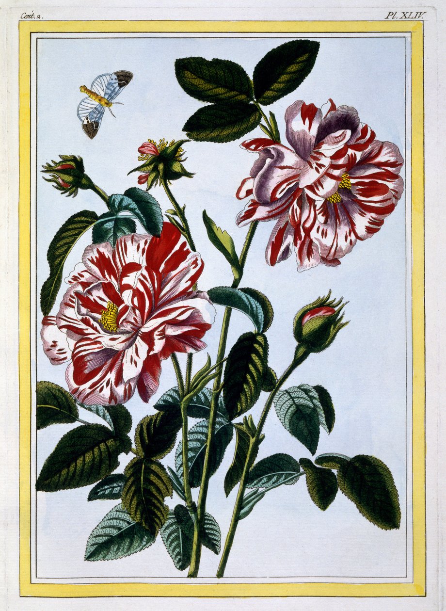 La rose bigarrée d