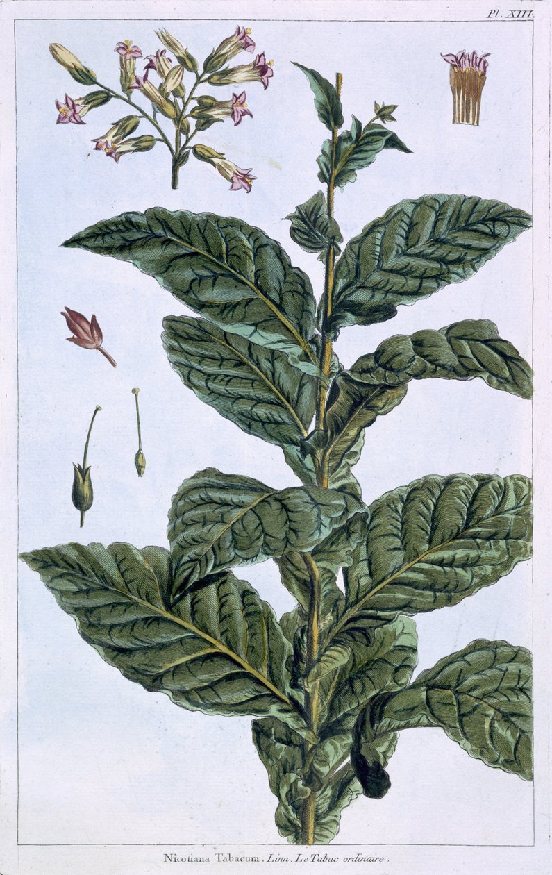 Plante de tabac, planche 7, de 