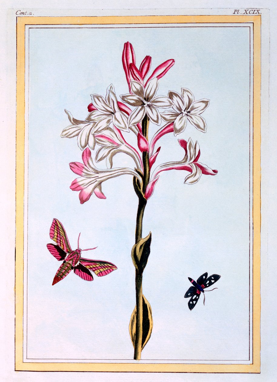 Tubéreuse, vers 1766 - Pierre Joseph Buchoz
