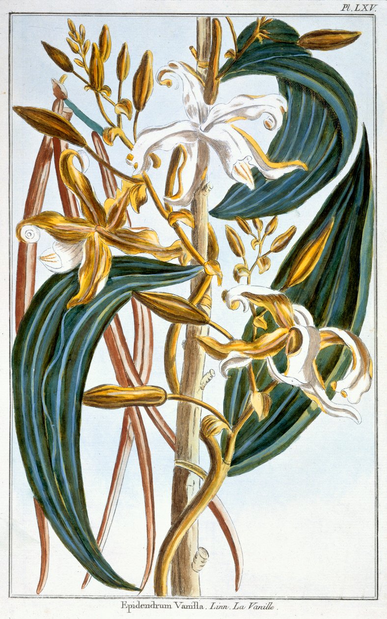 Gousses de vanille, planche 65, de 