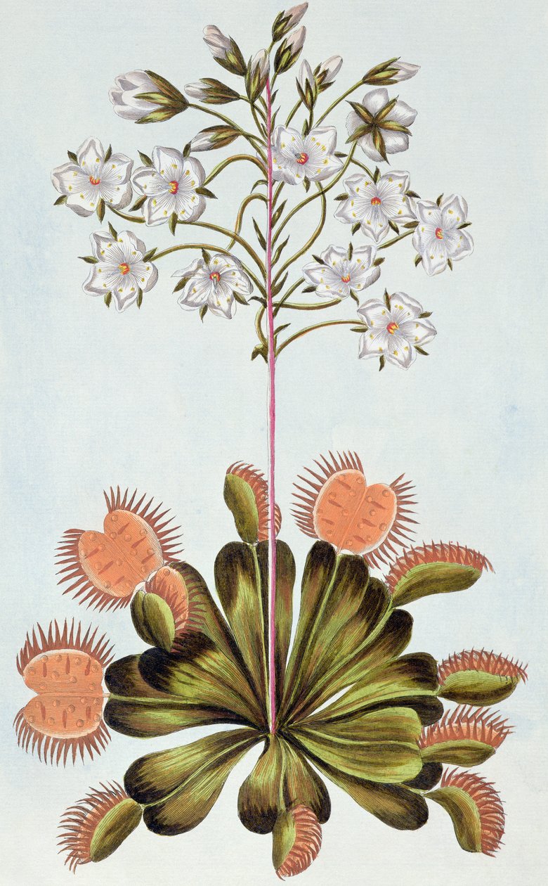 Dionée attrape-mouches, planche 84, de 