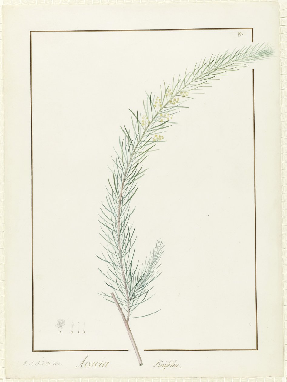 Acacia Linifolia, 1813 - Pierre Joseph Redouté