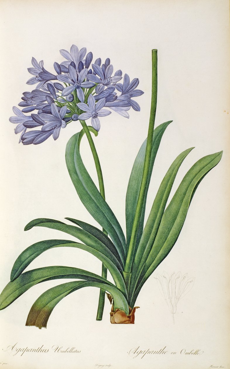 Agapanthus umbrellatus, de 