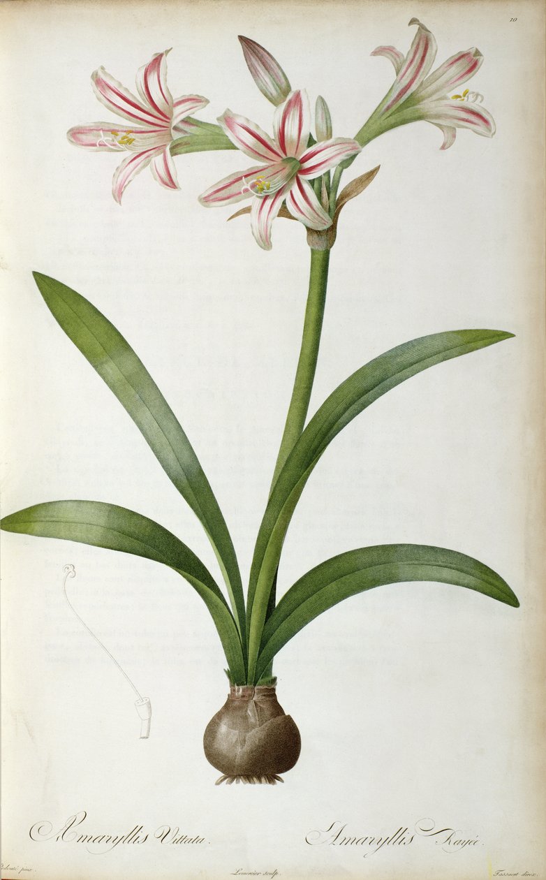 Amaryllis Vittata, de 