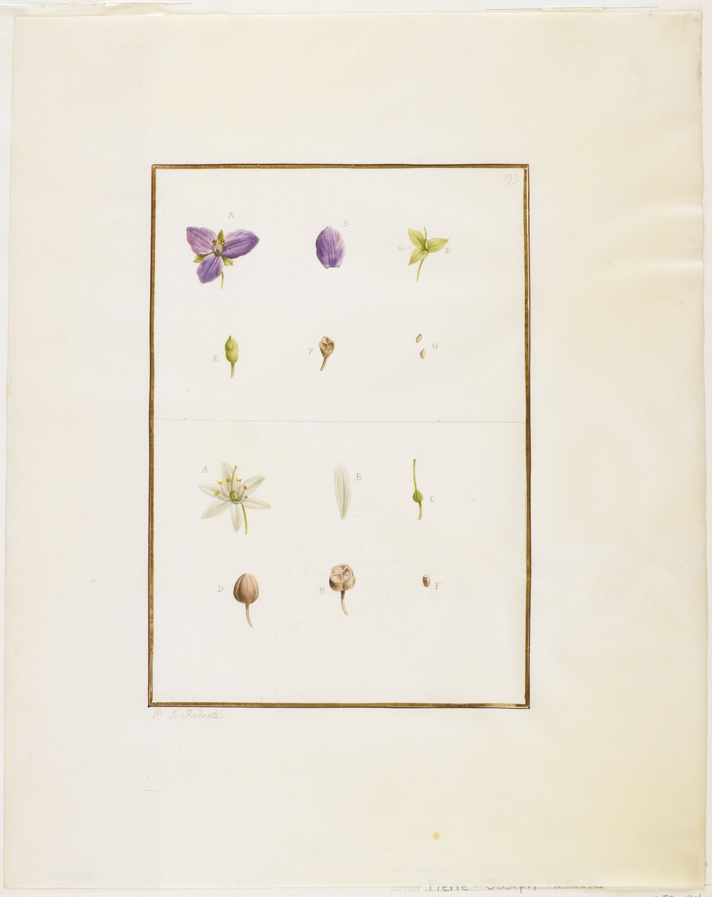 Dissection botanique : Tradescantia et Séné, c.1778-90 - Pierre Joseph Redouté