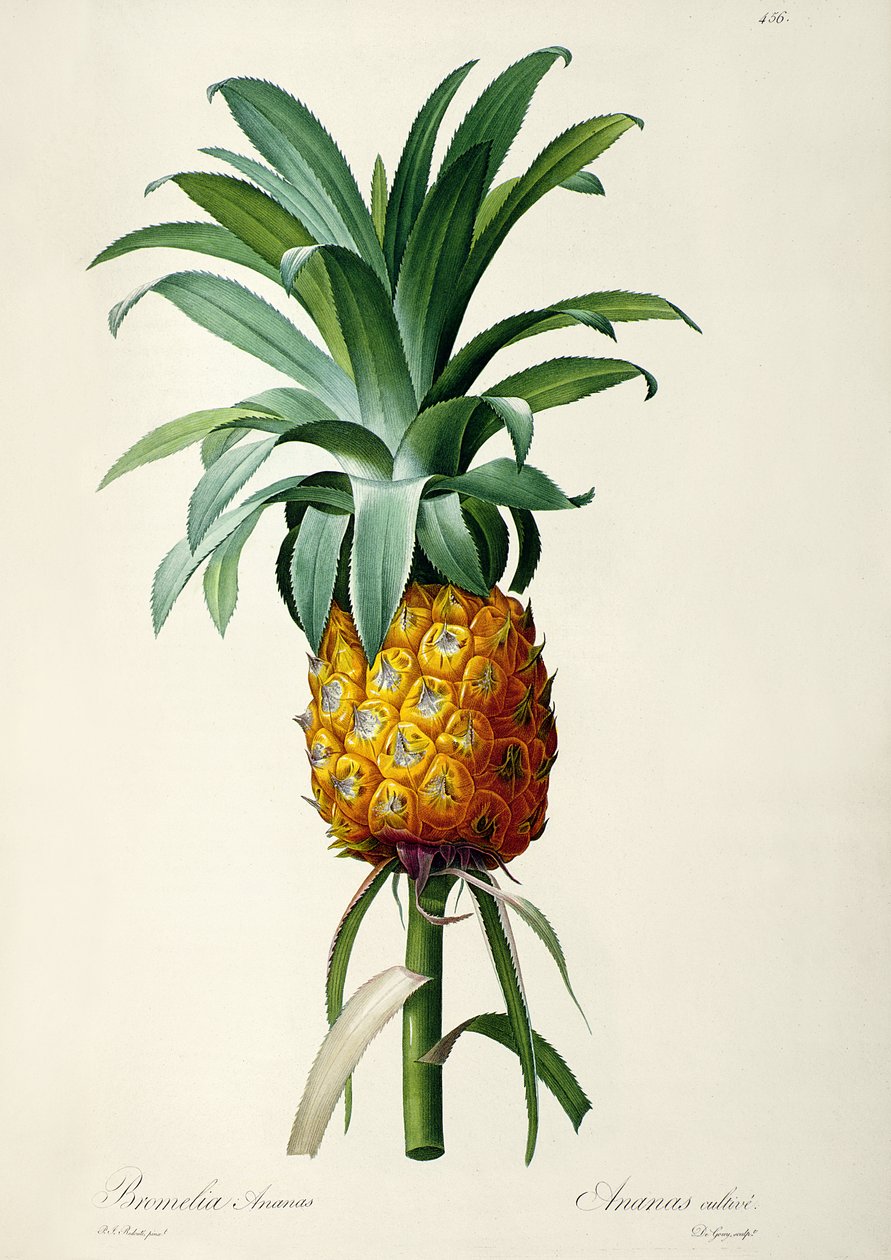 Bromelia Ananas, de 