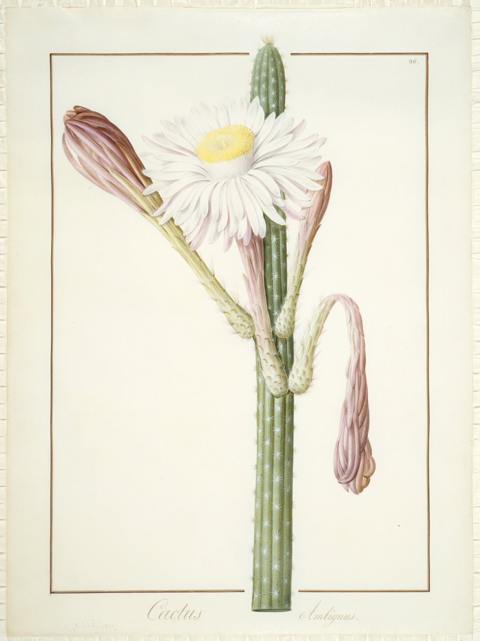 Cactus Ambiguus, 1812 - Pierre Joseph Redouté