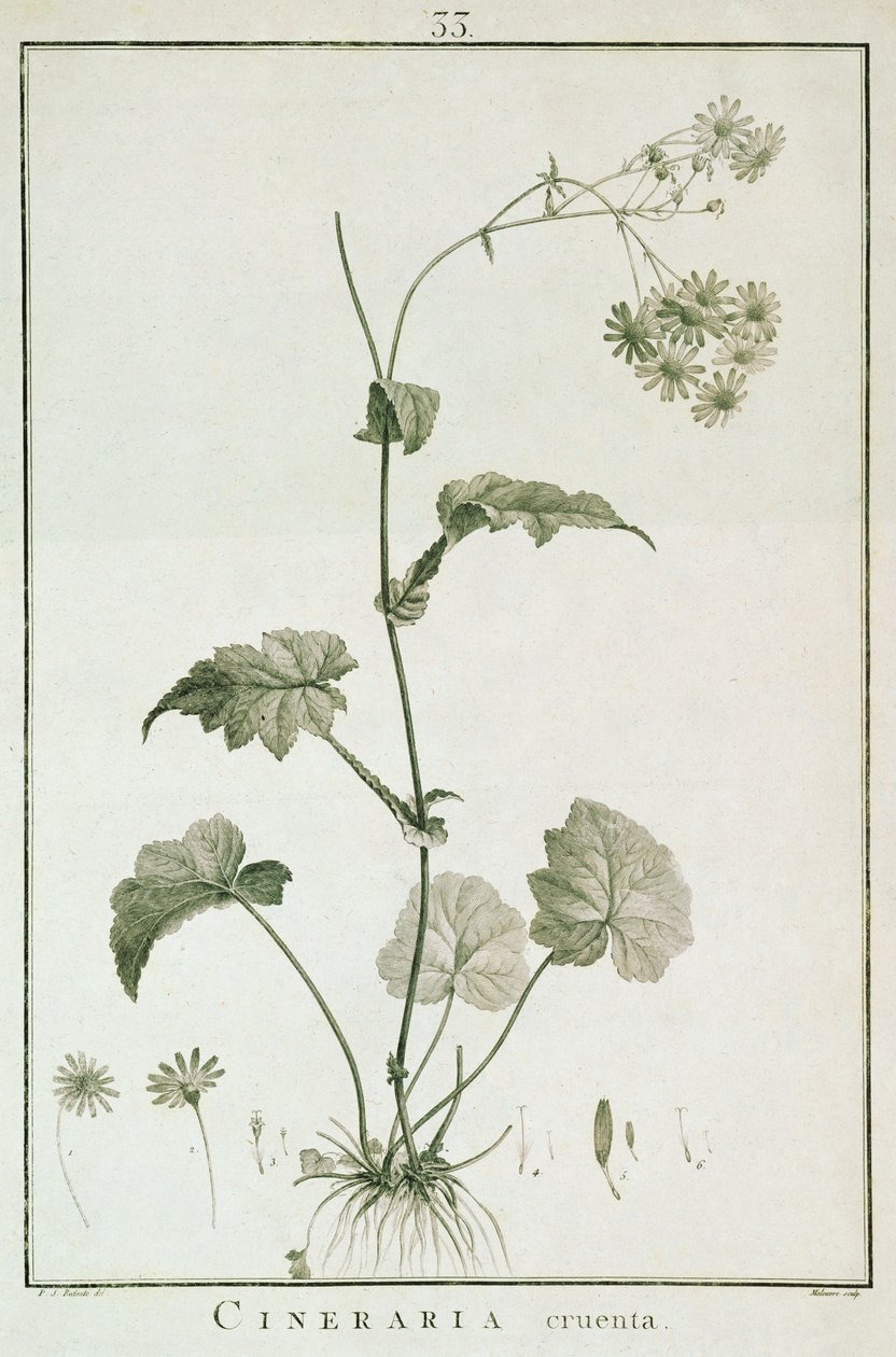 Cineraria Cruenta, de 