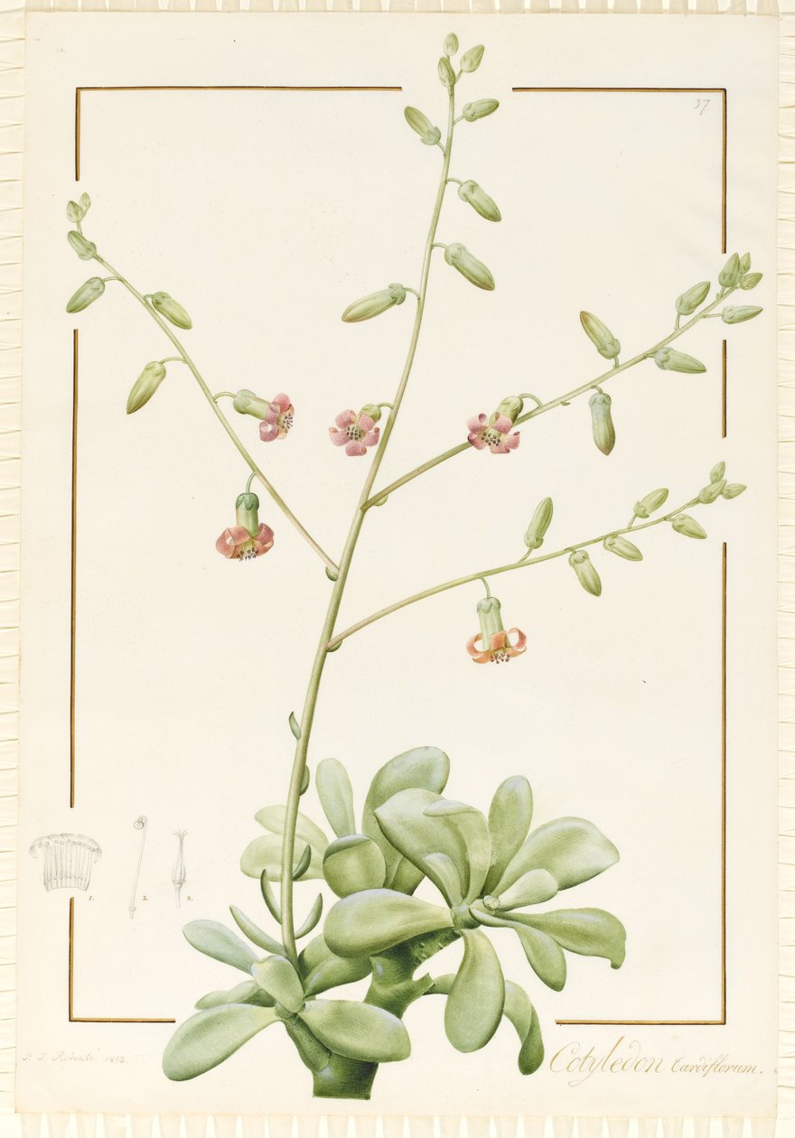 Cotylédon Cardiflorum, 1813 - Pierre Joseph Redouté