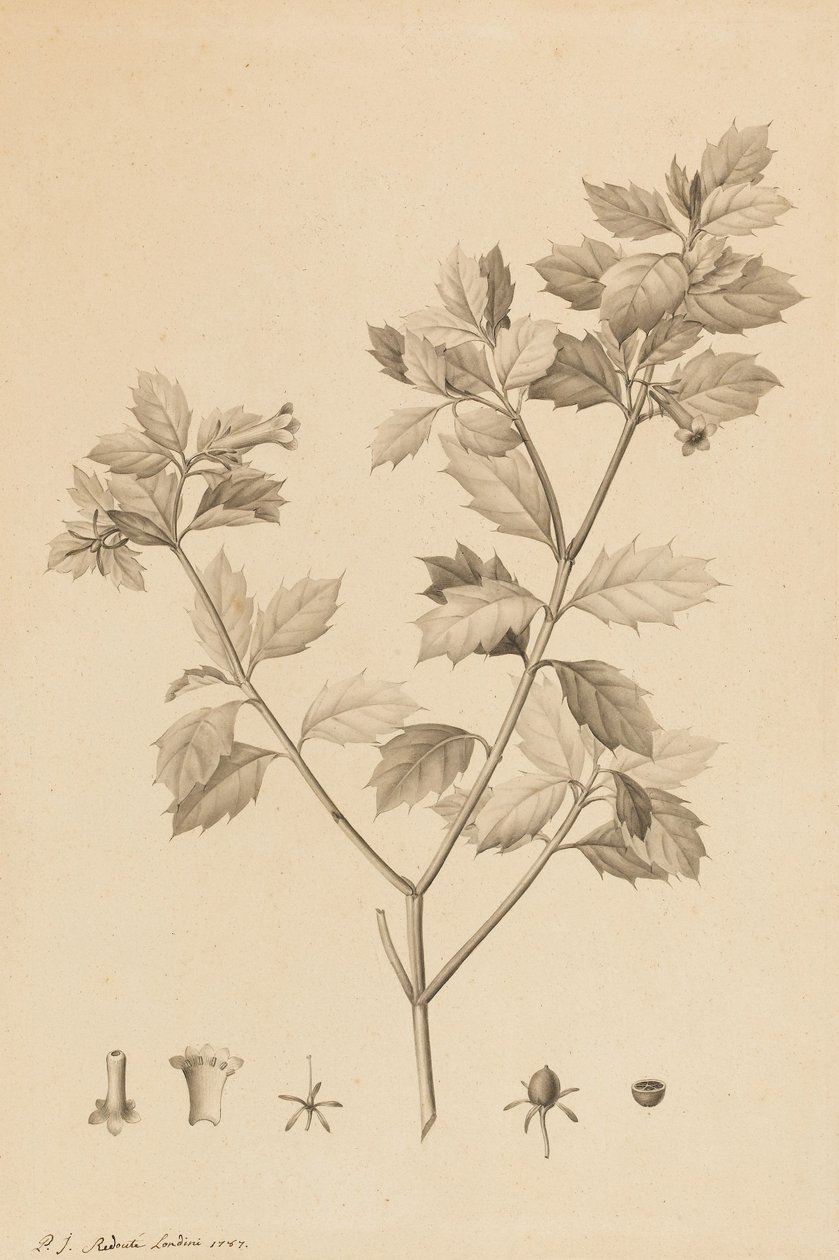 Desfonainia Spinosa, 1787 - Pierre Joseph Redouté