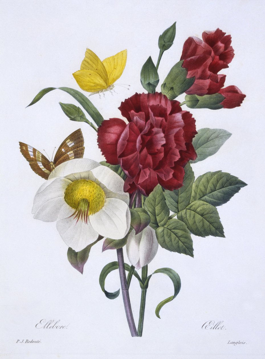 Hellébore et œillet, de 