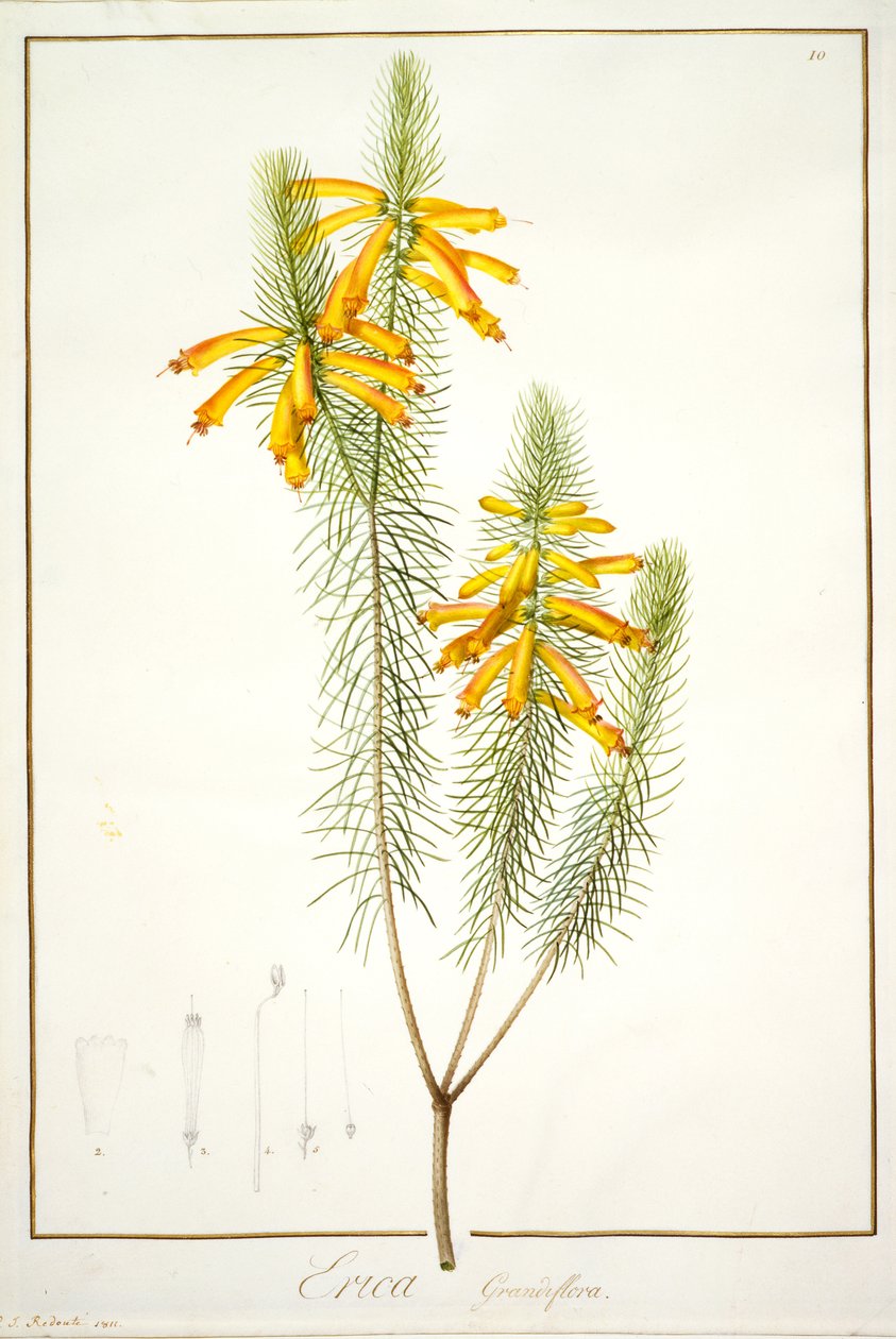 Erica Grandiflora, 1811 - Pierre Joseph Redouté