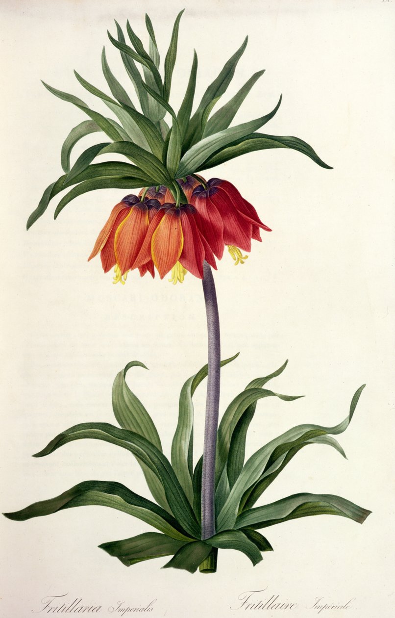 Fritillaria Imperialis de 
