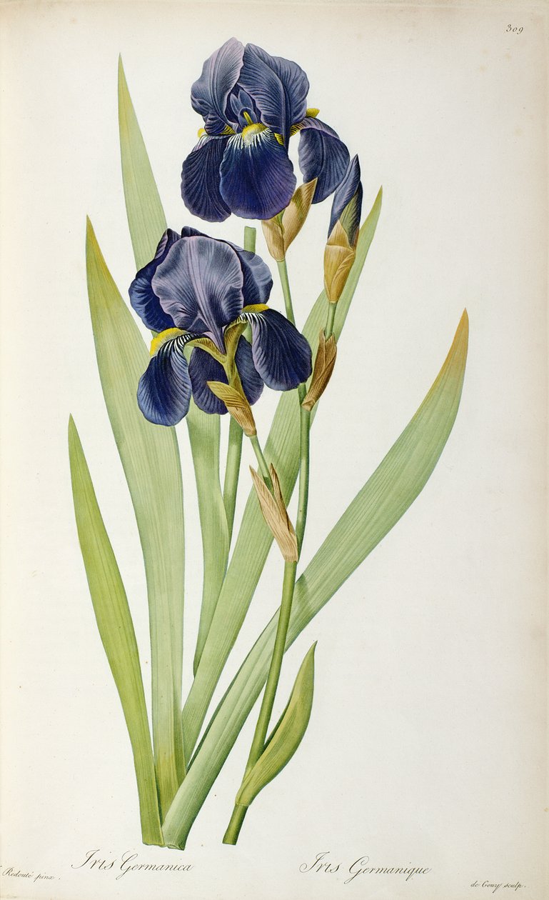 Iris Germanica, de 