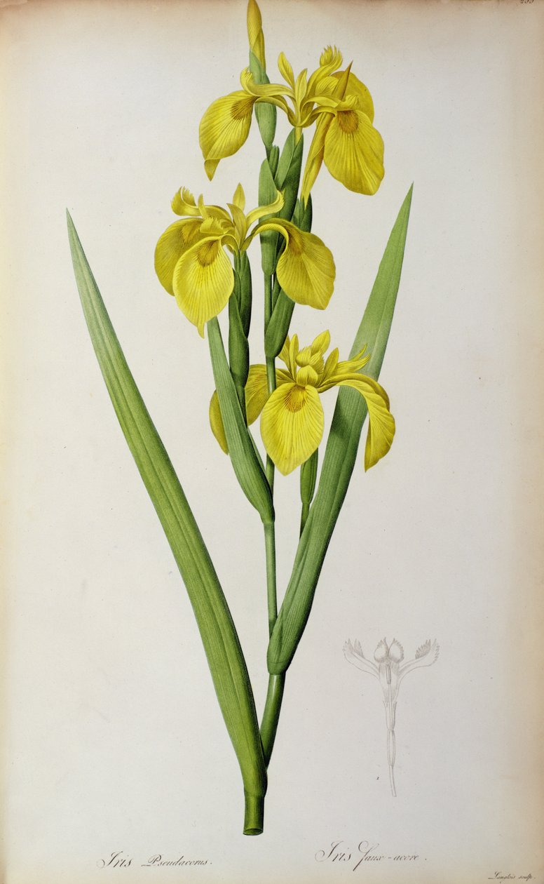 Iris Pseudacorus, de 